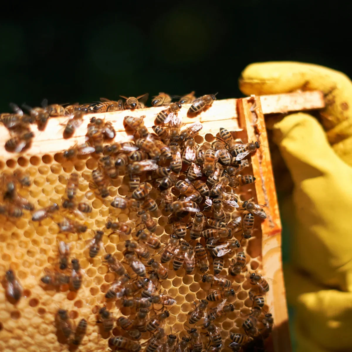 How to Feed Bees in Fall and When to Stop | HillCo.buzz – HillCo, LLC