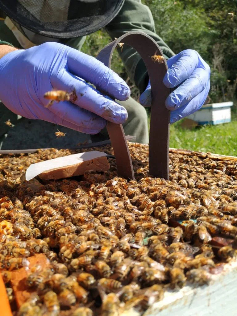 Natural Varroa Mite Treatment Options for Beekeepers