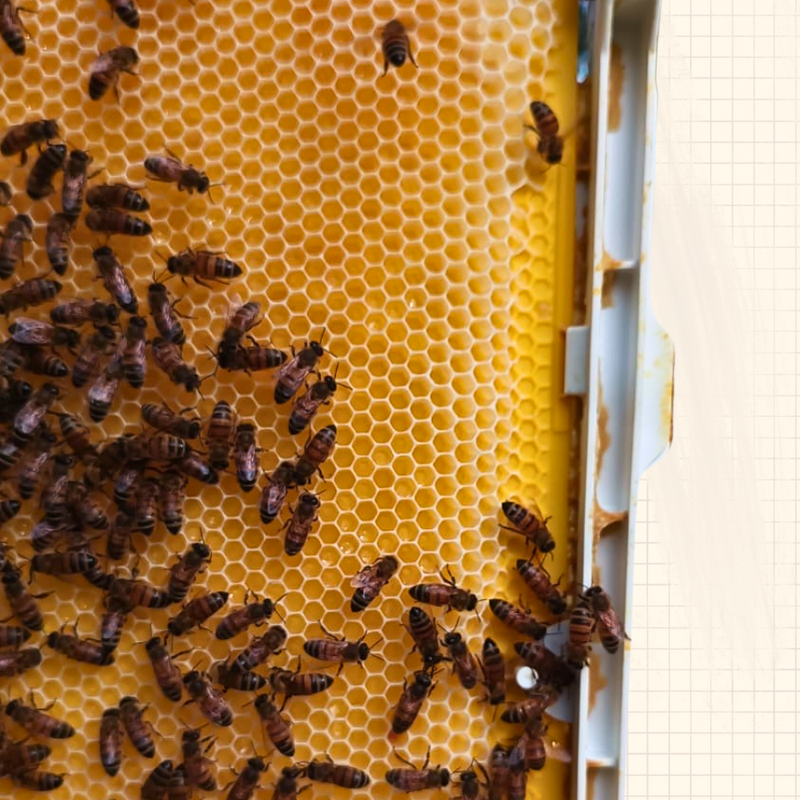 Primal Bee Plastic Foundation - 8 Pack