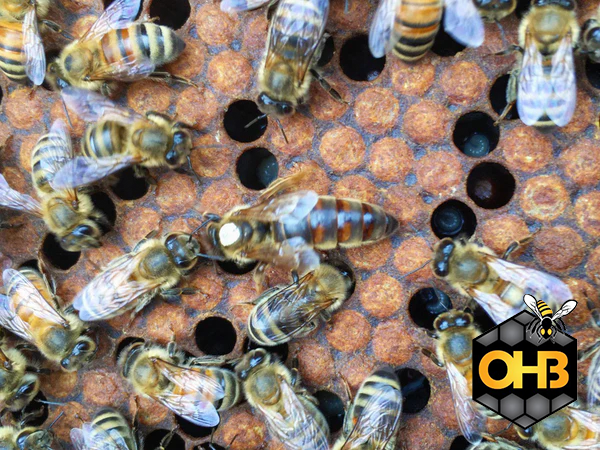 OHB Carniolan Package Bees – Shipped Nationwide!