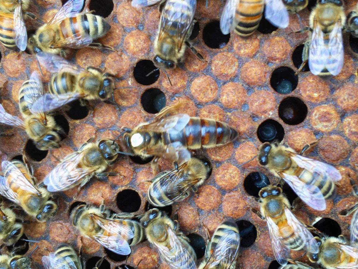 Queen Bees for Sale | Mated & Shipped Nationwide – HillCo, LLC