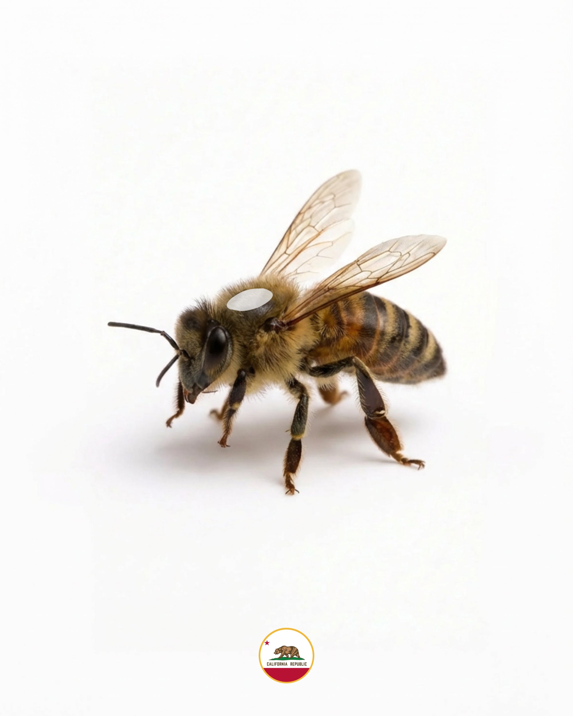 Golden West Queen Bee-SHIPPED UPS Next Day Air