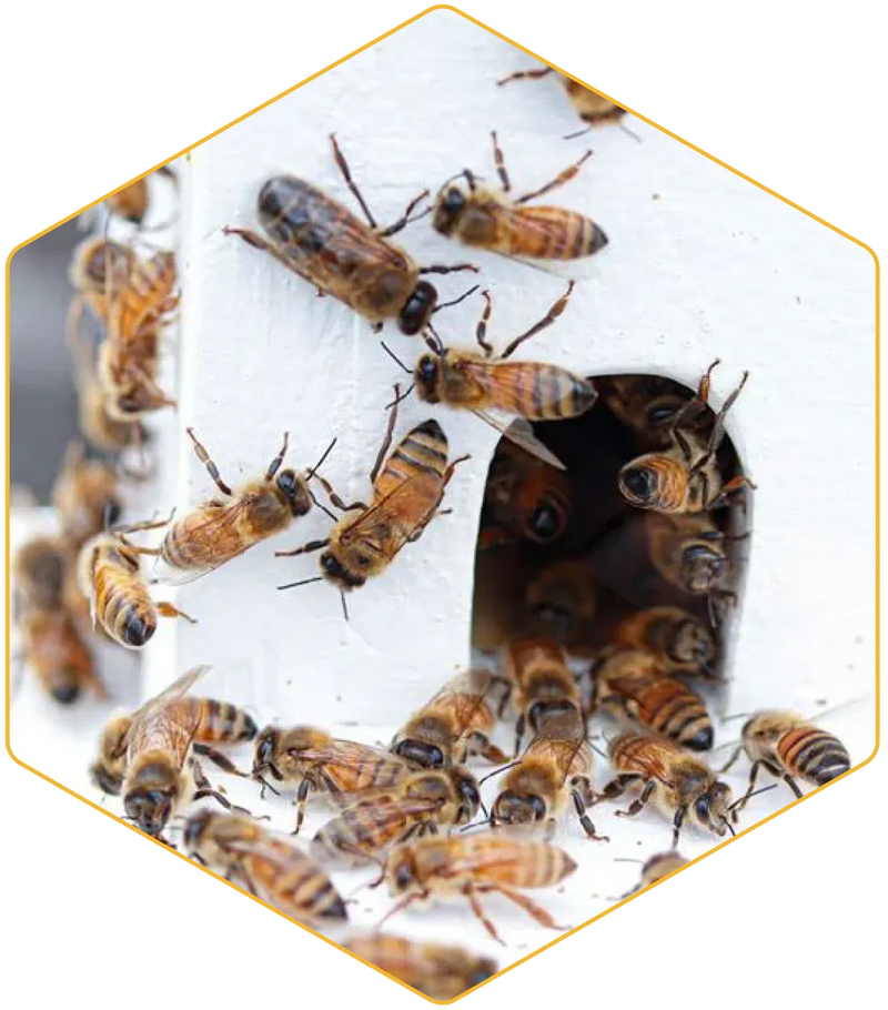 Bees gathered around a hexagonal honeycomb structure.
