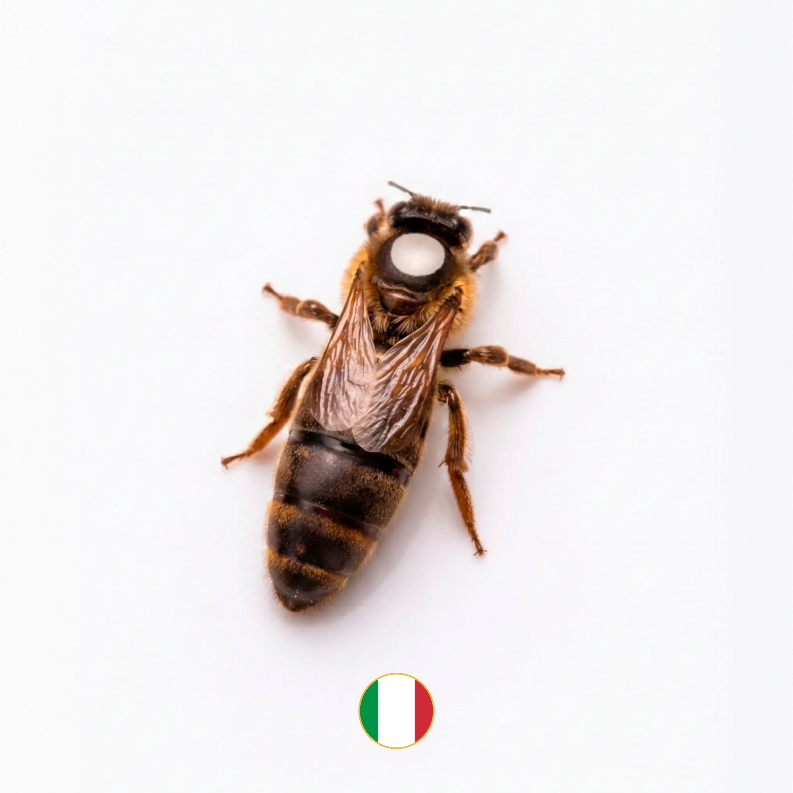 Marked Italian Queen Bee-SHIPPED UPS Next Day Air