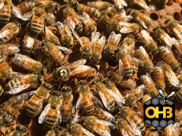 OHB Italian Package Bees – Shipped Nationwide!
