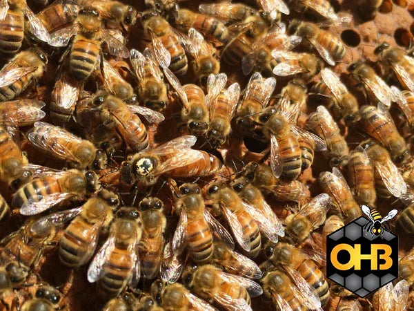 OHB Italian Package Bees – Shipped Nationwide!