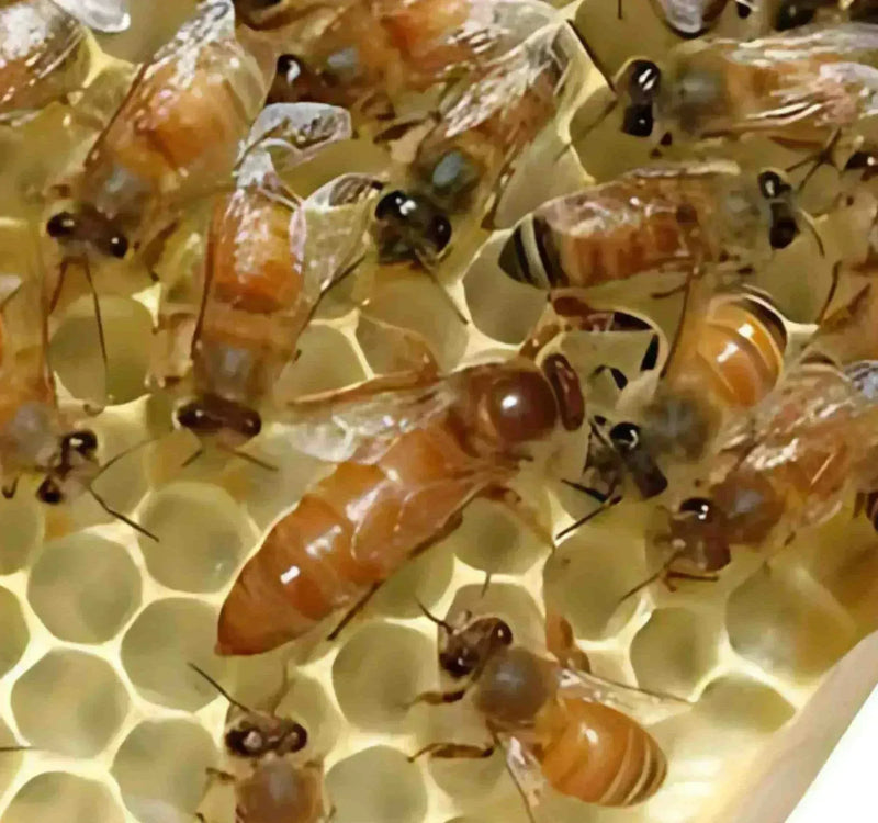 3 lb ITALIAN Package Pick Up KENTUCKY