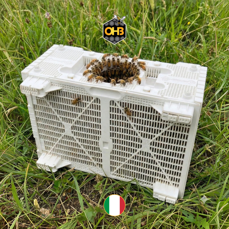 OHB Italian Package Bees – PICK UP IN TENNESSEE -- 4/11/26