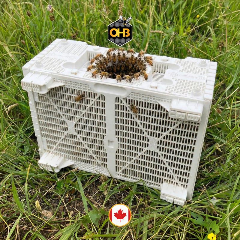 OHB Saskatraz Package Bees – Shipped Nationwide!