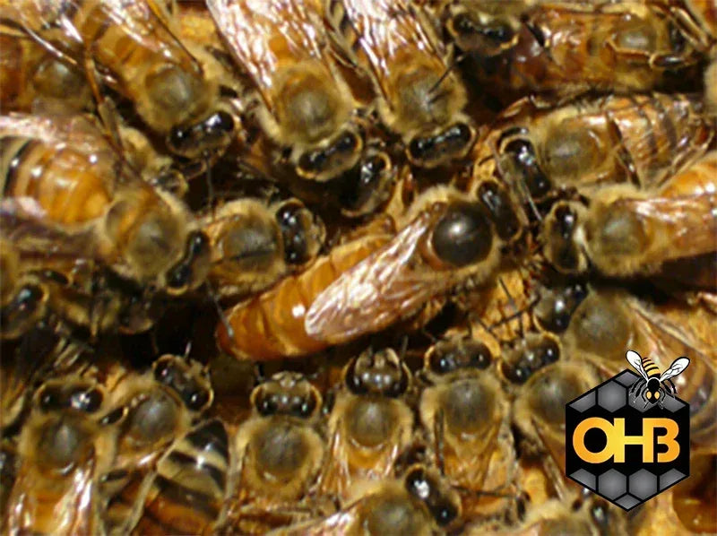 OHB- Golden West Queen Bee-SHIPPED UPS Next Day Air