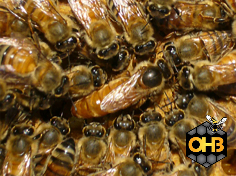 OHB Golden West Package Bees – PICK UP IN KENTUCKY