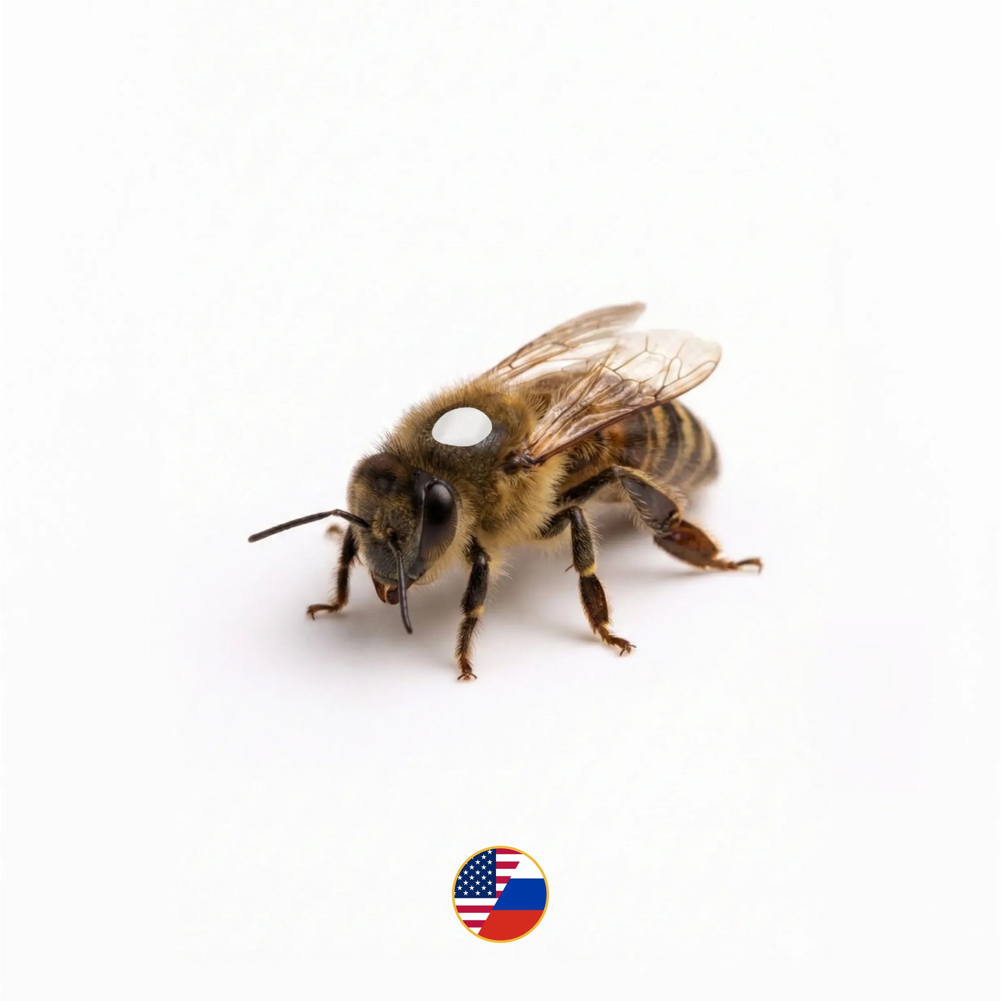 Marked Russian Hybrid Queen Bee-SHIPPED UPS NEXT DAY AIR