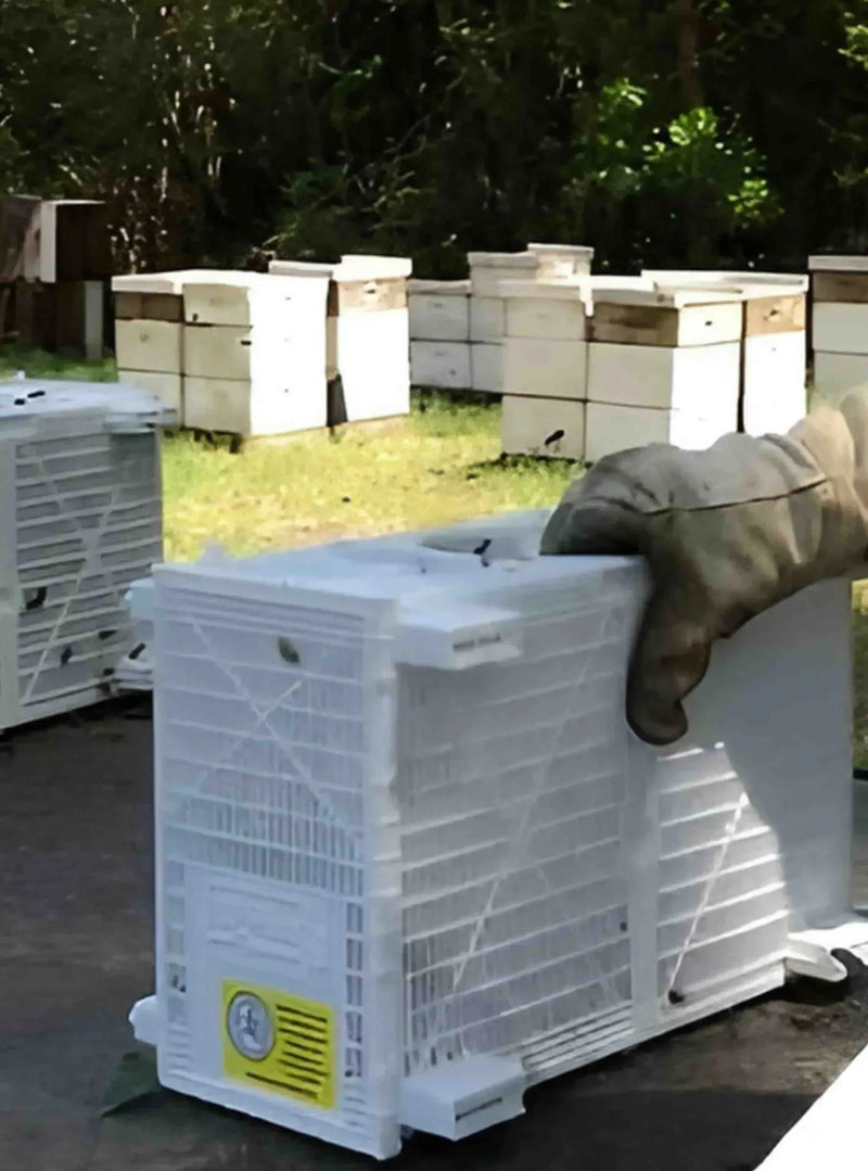 3 lb PURE RUSSIAN Package SHIPPED -- FREE SHIPPING