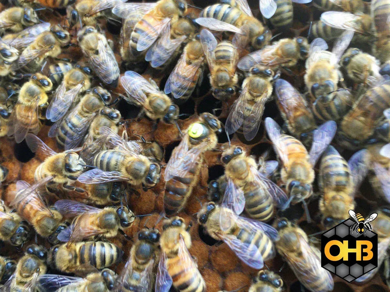 OHB Saskatraz Package Bees – PICK UP IN KENTUCKY
