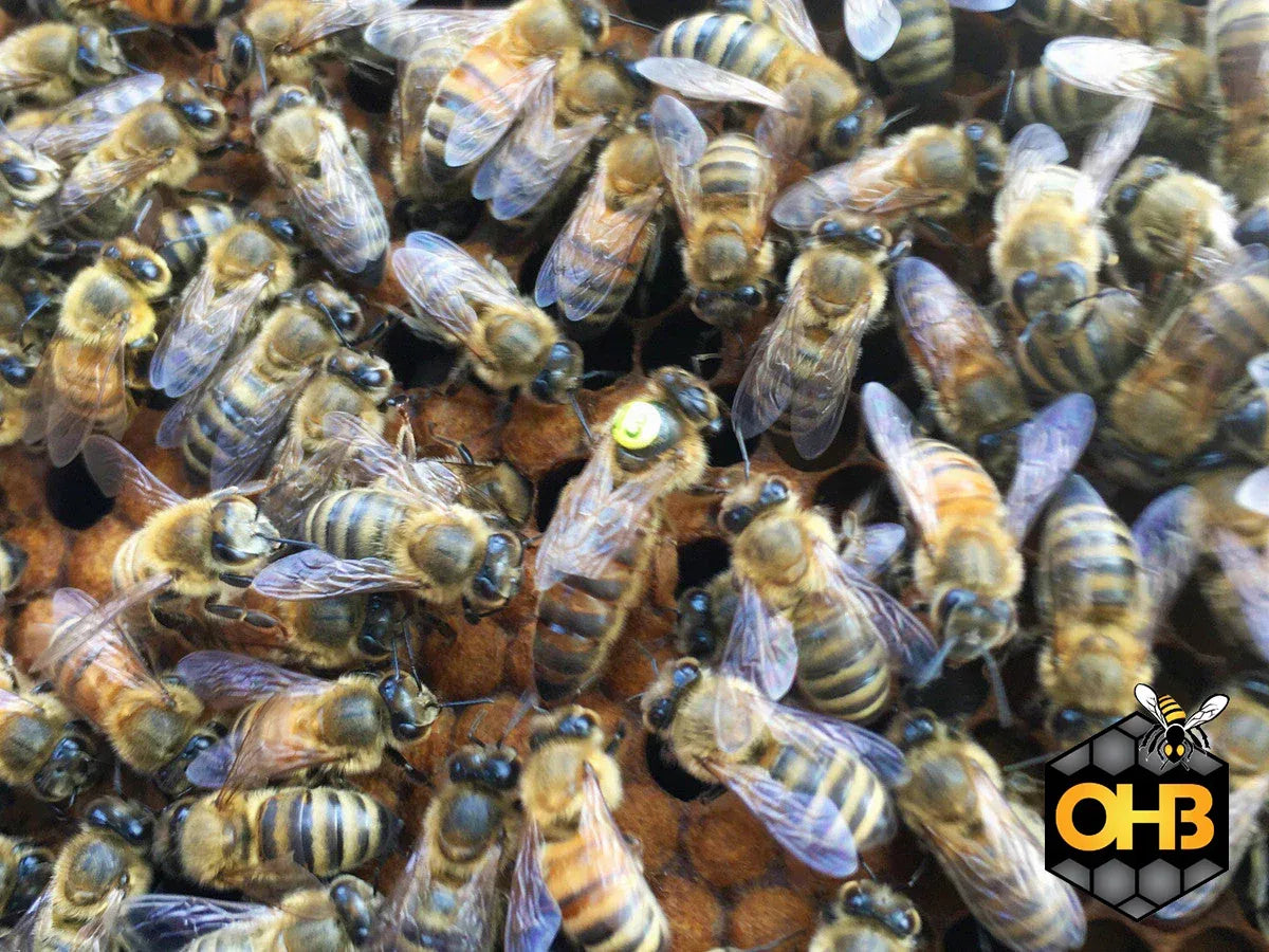 OHB - Saskatraz Queen Bee-SHIPPED UPS Next Day Air