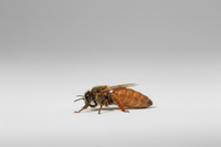 Marked Italian Queen Bee-SHIPPED UPS Next Day Air