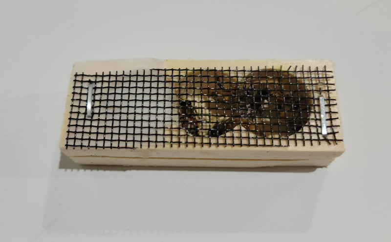 Italian Hybrid Queen Bee- for beekeeping